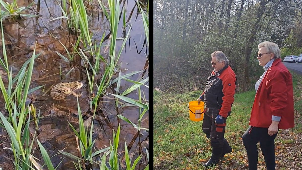 Senioři z Tachovska zachraňují žáby. Přenesli jich pětadvacet tisíc
